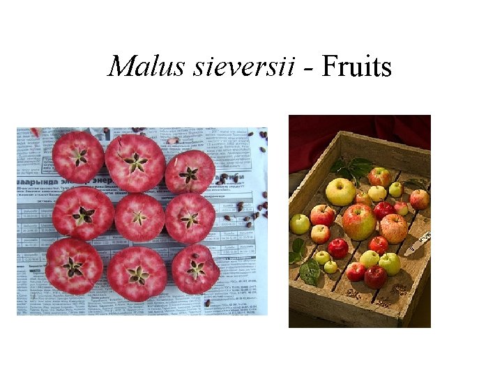 Malus sieversii - Fruits 
