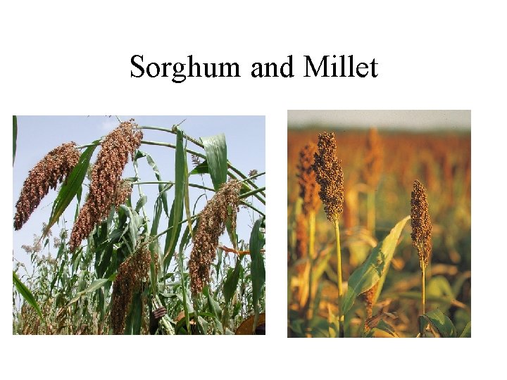 Sorghum and Millet 