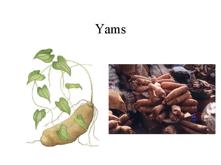 Yams 