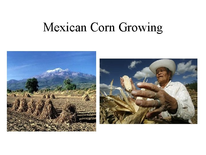 Mexican Corn Growing 