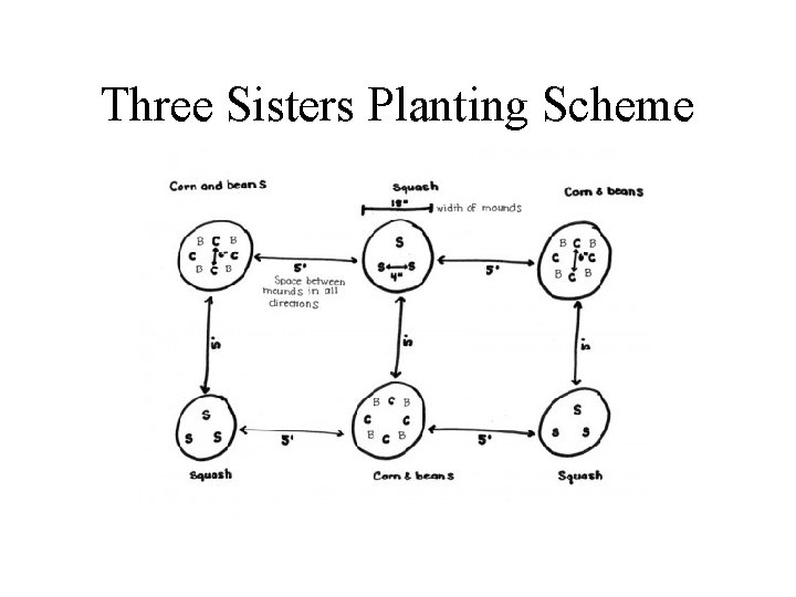 Three Sisters Planting Scheme 