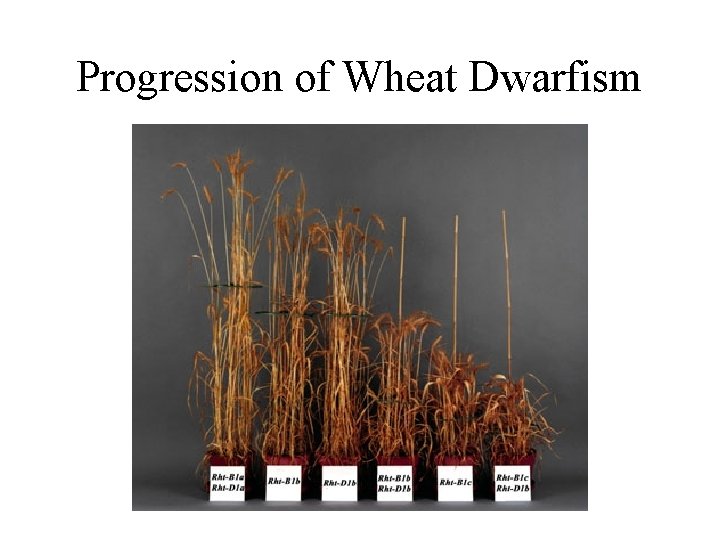 Progression of Wheat Dwarfism 