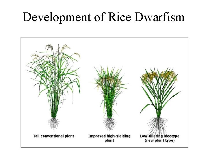 Development of Rice Dwarfism 