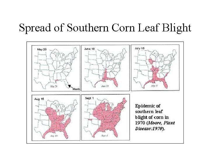 Spread of Southern Corn Leaf Blight 