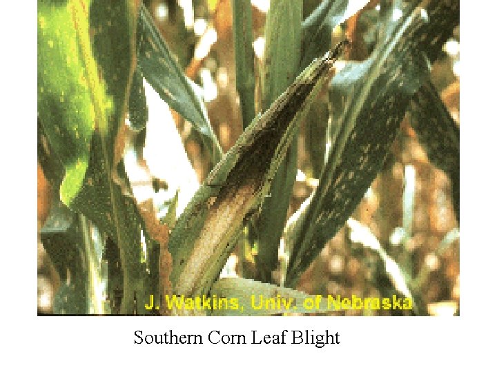 Southern Corn Leaf Blight 