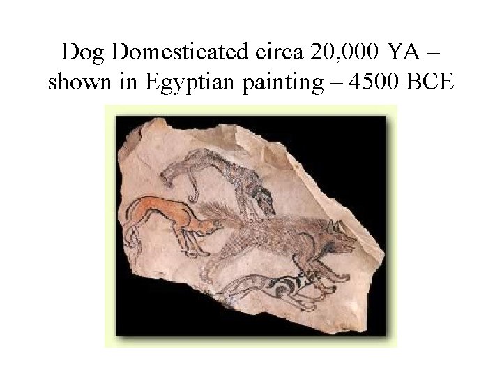 Dog Domesticated circa 20, 000 YA – shown in Egyptian painting – 4500 BCE