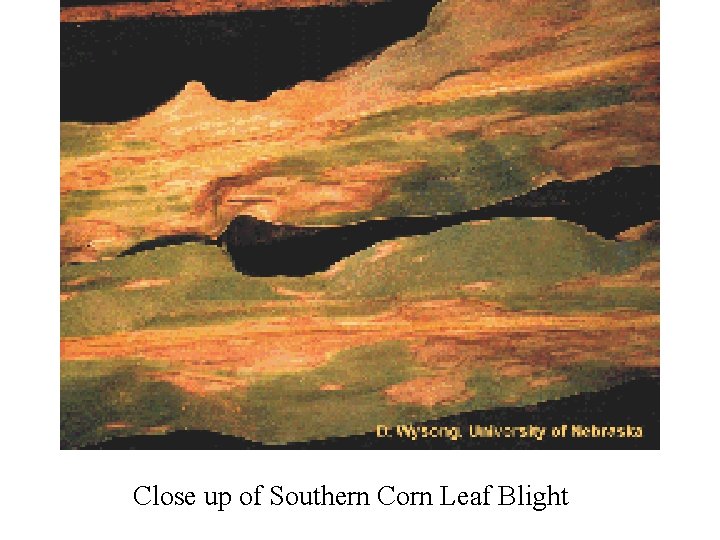 Close up of Southern Corn Leaf Blight 