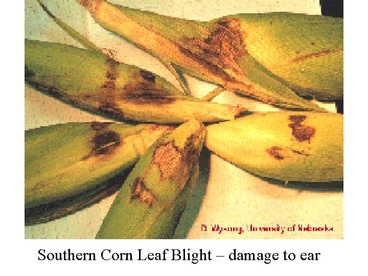 Southern Corn Leaf Blight – damage to ear 