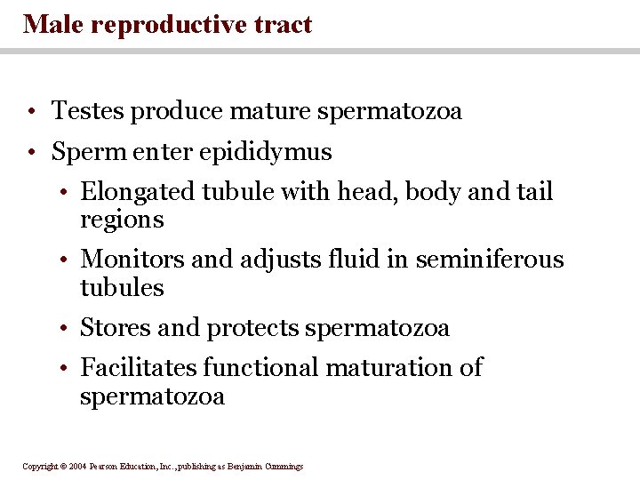 Male reproductive tract • Testes produce mature spermatozoa • Sperm enter epididymus • Elongated