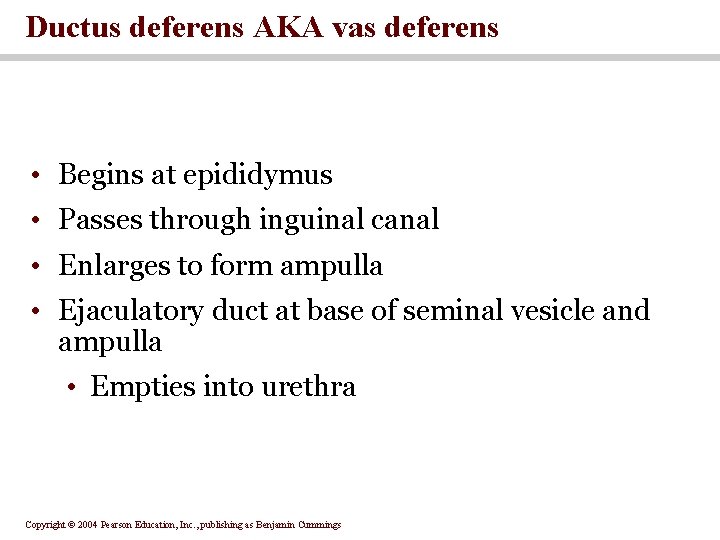 Ductus deferens AKA vas deferens • Begins at epididymus • Passes through inguinal canal