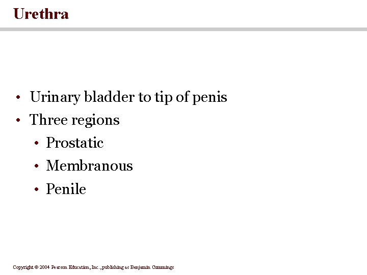 Urethra • Urinary bladder to tip of penis • Three regions • Prostatic •