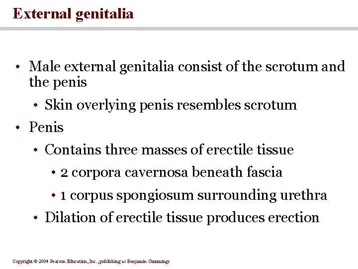 External genitalia • Male external genitalia consist of the scrotum and the penis •
