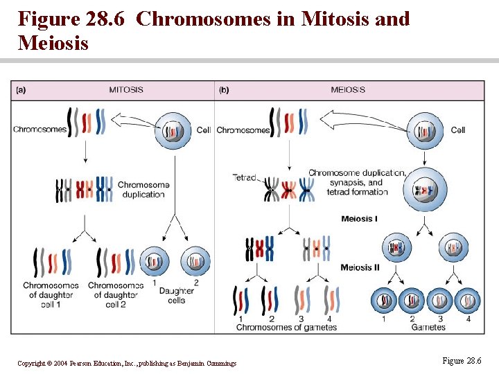 Figure 28. 6 Chromosomes in Mitosis and Meiosis Copyright © 2004 Pearson Education, Inc.