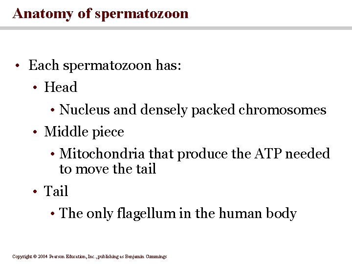 Anatomy of spermatozoon • Each spermatozoon has: • Head • Nucleus and densely packed