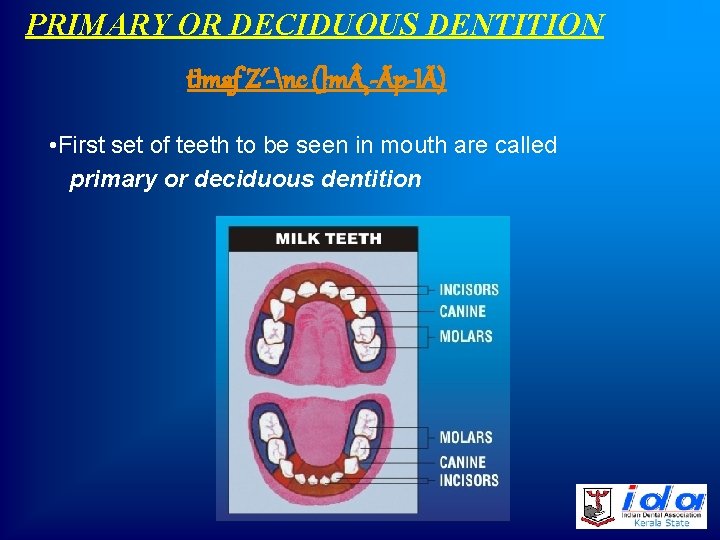 PRIMARY OR DECIDUOUS DENTITION t. Imaf Z´-nc (]m ¸-Ãp-IÄ) • First set of teeth