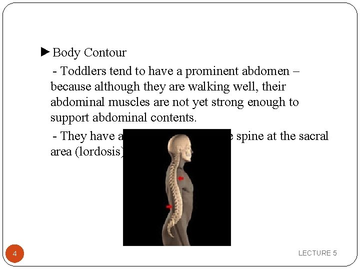 ►Body Contour - Toddlers tend to have a prominent abdomen – because although they