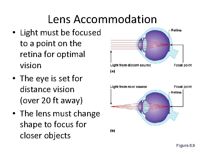 Lens Accommodation • Light must be focused to a point on the retina for