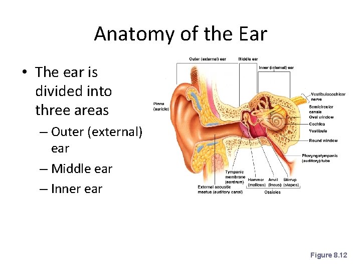 Anatomy of the Ear • The ear is divided into three areas – Outer