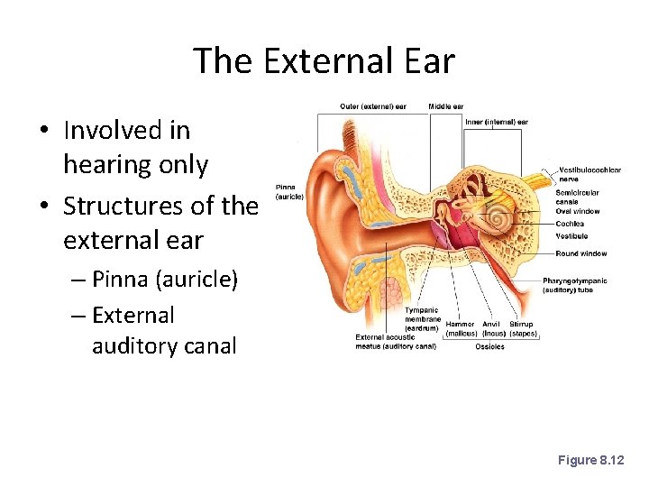 The External Ear • Involved in hearing only • Structures of the external ear