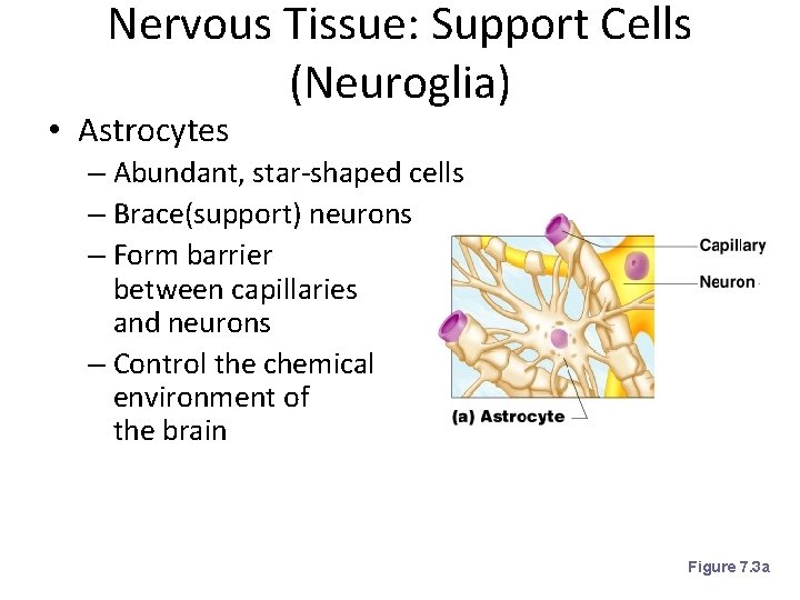 Nervous Tissue: Support Cells (Neuroglia) • Astrocytes – Abundant, star-shaped cells – Brace(support) neurons