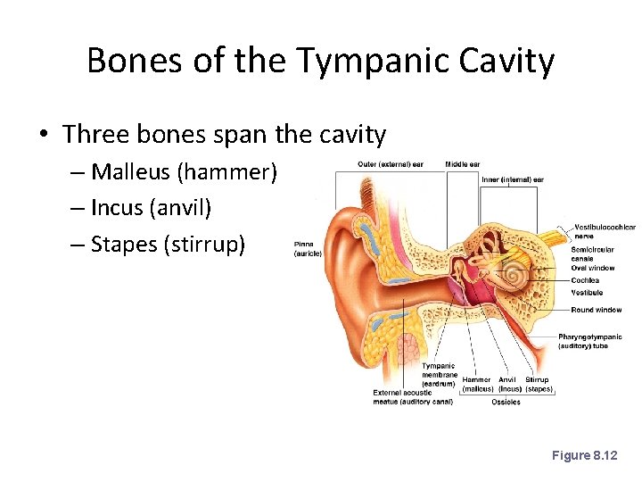 Bones of the Tympanic Cavity • Three bones span the cavity – Malleus (hammer)