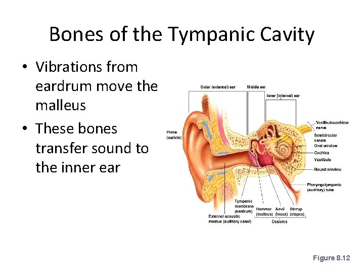 Bones of the Tympanic Cavity • Vibrations from eardrum move the malleus • These