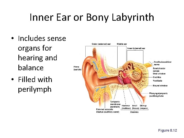 Inner Ear or Bony Labyrinth • Includes sense organs for hearing and balance •