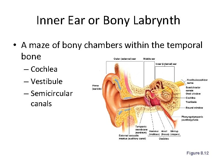 Inner Ear or Bony Labrynth • A maze of bony chambers within the temporal