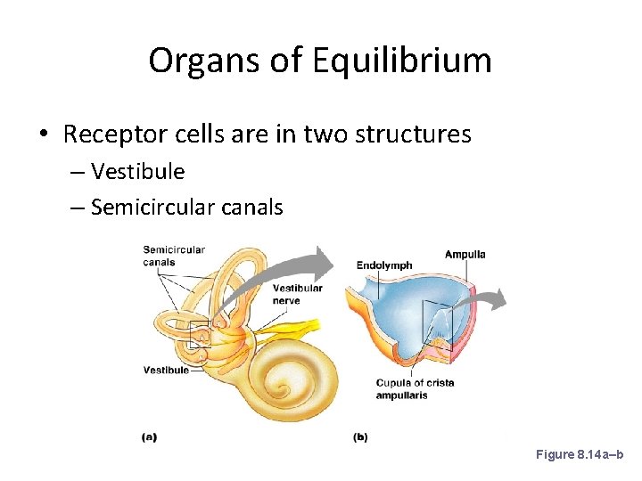 Organs of Equilibrium • Receptor cells are in two structures – Vestibule – Semicircular