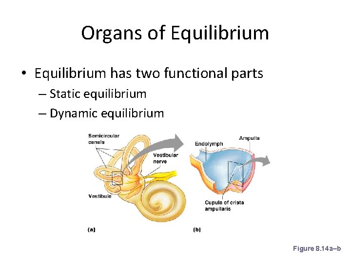 Organs of Equilibrium • Equilibrium has two functional parts – Static equilibrium – Dynamic