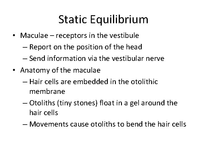 Static Equilibrium • Maculae – receptors in the vestibule – Report on the position