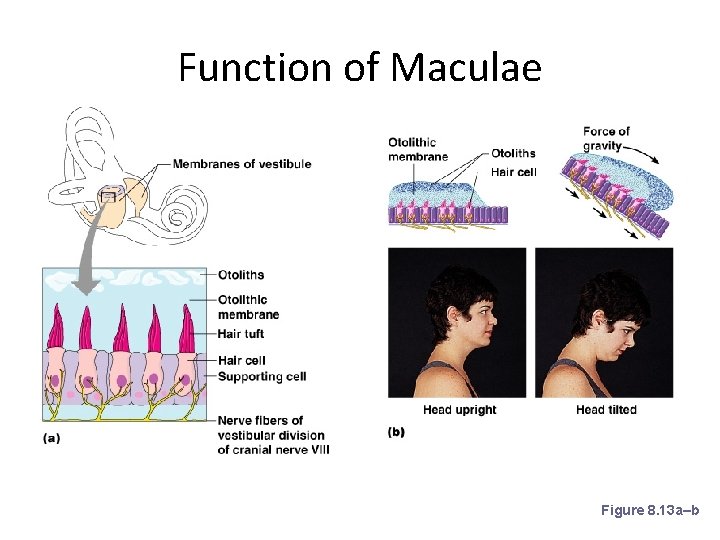 Function of Maculae Figure 8. 13 a–b 