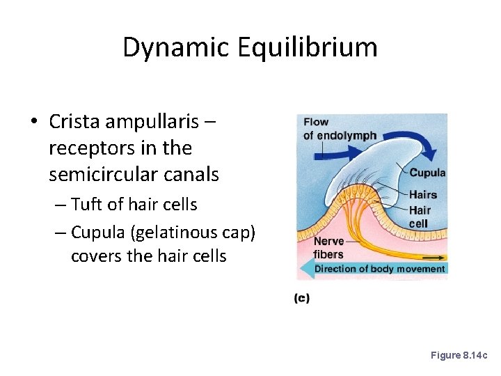 Dynamic Equilibrium • Crista ampullaris – receptors in the semicircular canals – Tuft of