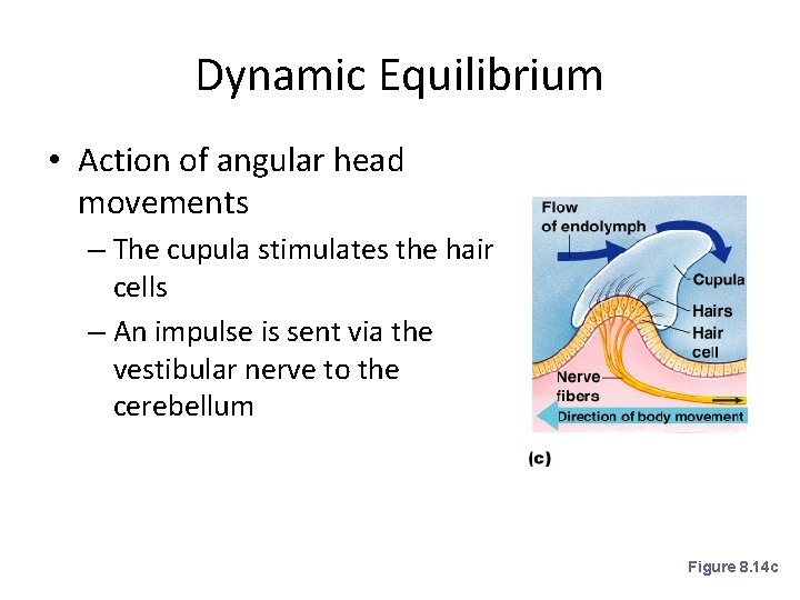 Dynamic Equilibrium • Action of angular head movements – The cupula stimulates the hair