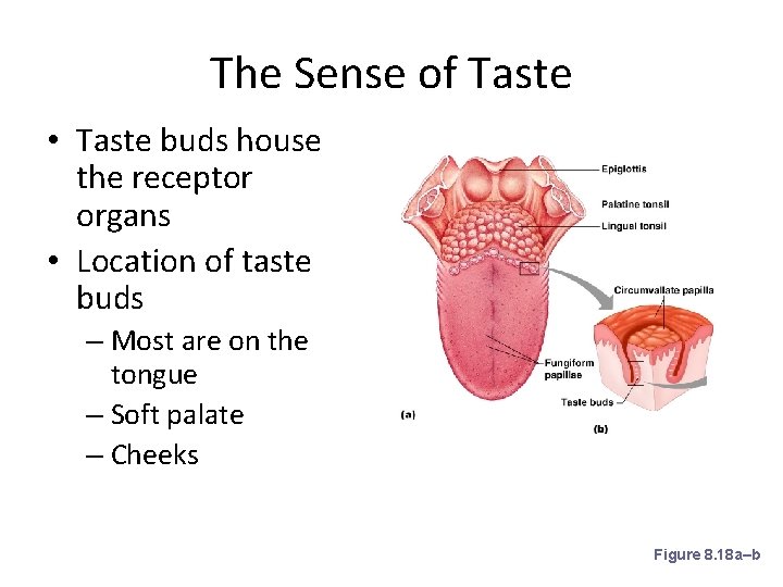 The Sense of Taste • Taste buds house the receptor organs • Location of