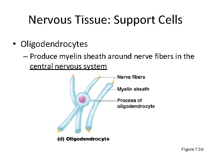 Nervous Tissue: Support Cells • Oligodendrocytes – Produce myelin sheath around nerve fibers in