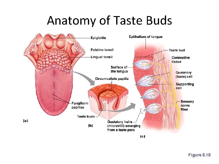 Anatomy of Taste Buds Figure 8. 18 