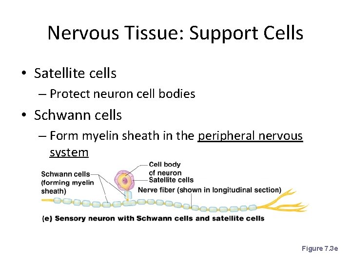 Nervous Tissue: Support Cells • Satellite cells – Protect neuron cell bodies • Schwann