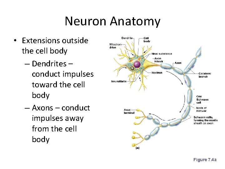 Neuron Anatomy • Extensions outside the cell body – Dendrites – conduct impulses toward