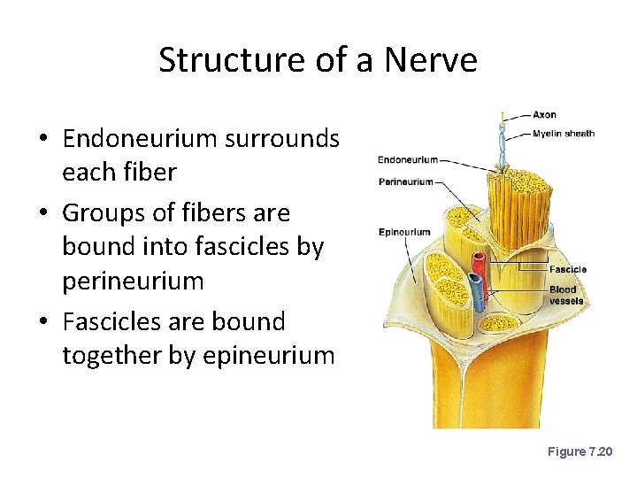 Structure of a Nerve • Endoneurium surrounds each fiber • Groups of fibers are
