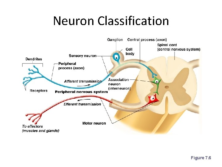 Neuron Classification Figure 7. 6 