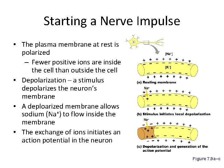 Starting a Nerve Impulse • The plasma membrane at rest is polarized – Fewer