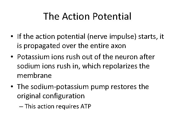 The Action Potential • If the action potential (nerve impulse) starts, it is propagated