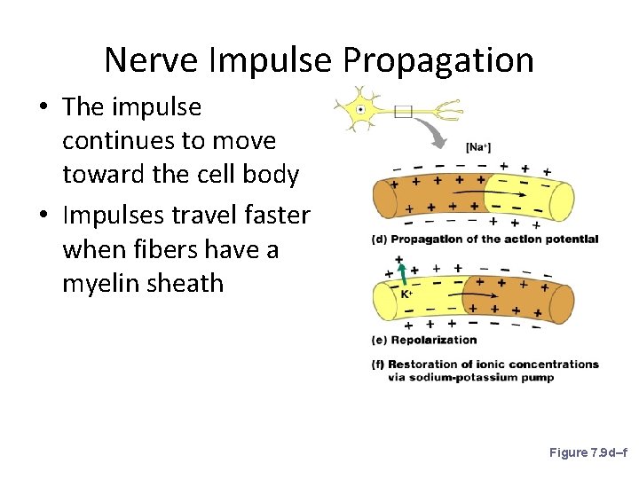 Nerve Impulse Propagation • The impulse continues to move toward the cell body •