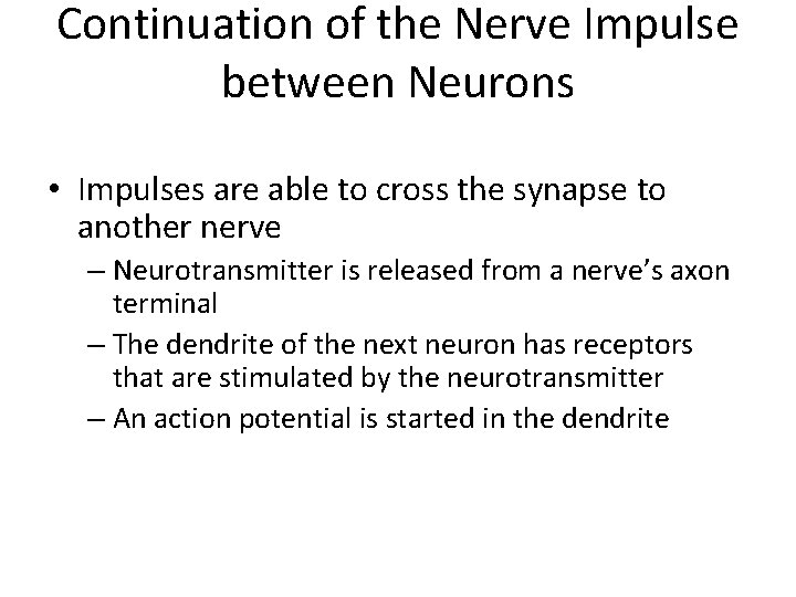 Continuation of the Nerve Impulse between Neurons • Impulses are able to cross the