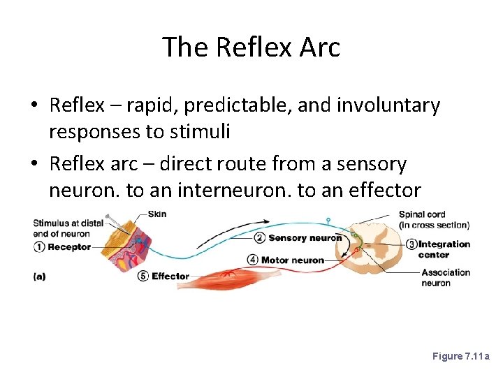 The Reflex Arc • Reflex – rapid, predictable, and involuntary responses to stimuli •