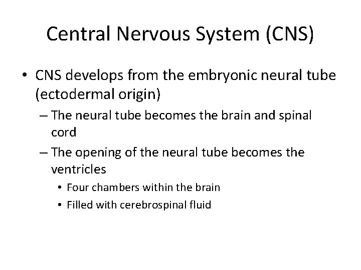 Central Nervous System (CNS) • CNS develops from the embryonic neural tube (ectodermal origin)