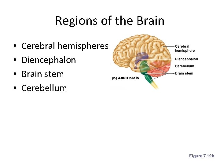 Regions of the Brain • • Cerebral hemispheres Diencephalon Brain stem Cerebellum Figure 7.