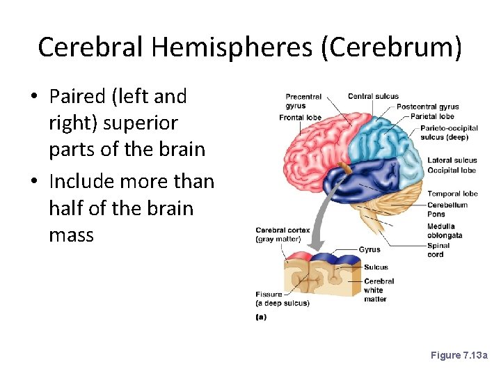 Cerebral Hemispheres (Cerebrum) • Paired (left and right) superior parts of the brain •