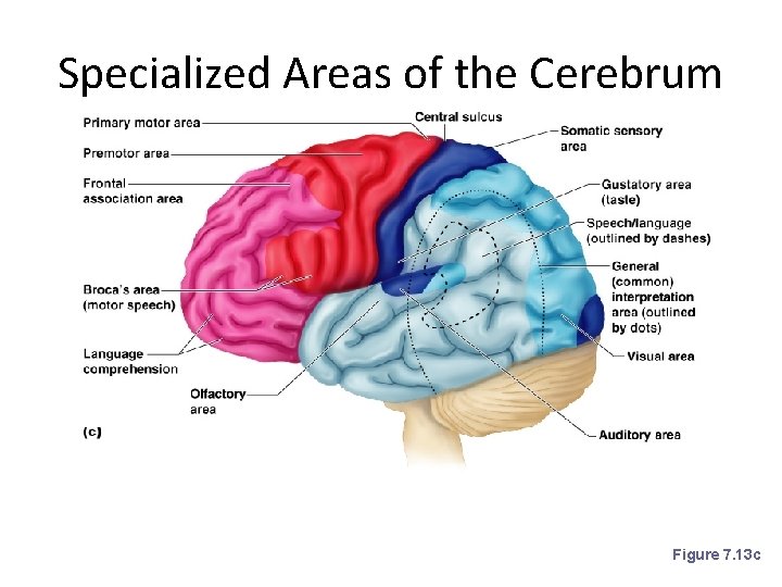 Specialized Areas of the Cerebrum Figure 7. 13 c 